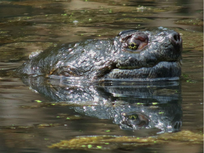 Common Snapping Turtle